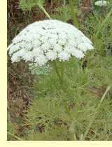 Амми зубная (Ammi visnaga umbela.) Амми зубная (Ammi visnaga umbela.)